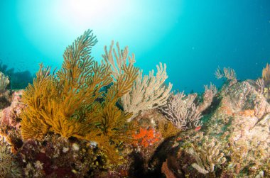 Mercan kayalığı bakış deniz Cortez, Baja California Sur, Meksika. 