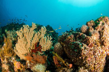 Mercan kayalığı bakış deniz Cortez, Baja California Sur, Meksika. 