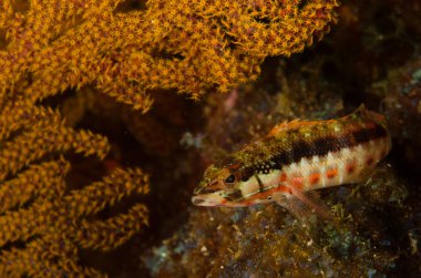 Cortez, Meksika denizden Blennys.