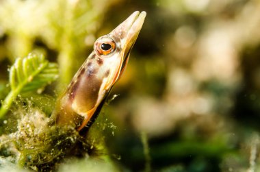 Cortez, Meksika denizden Blennys.