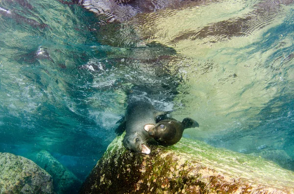 Kalifornijskie Lew Morski Zalophus Californianus Pływania Gry Koralowe Los Islotes — Zdjęcie stockowe