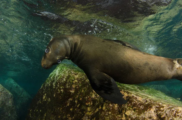 León Marino Californiano Zalophus Californianus Nadando Jugando Los Arrecifes Los — Foto de Stock