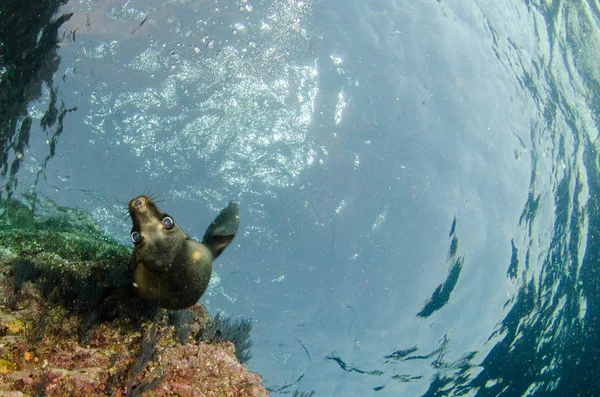 León Marino Californiano Zalophus Californianus Nadando Jugando Los Arrecifes Los — Foto de Stock