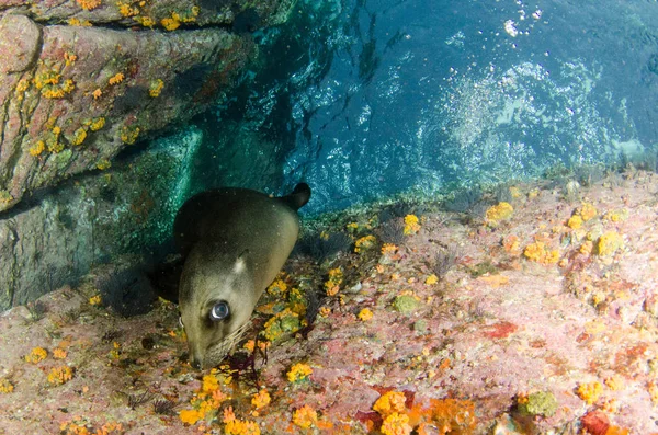 Каліфорнійський Морський Лев Zalophus Californianus Плавання Грати Рифи Лос Islotes — стокове фото