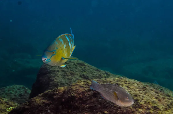 スカロス圧縮 Azureオウムフィッシュ 難破船で餌を与える コルテス海 太平洋のサンゴ礁 プルモ カリフォルニア メキシコ — ストック写真