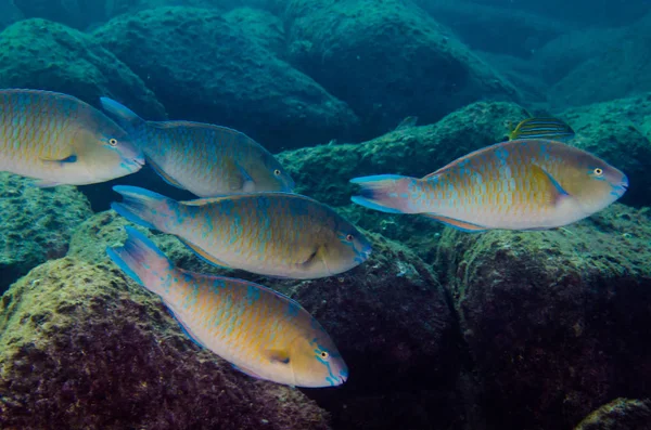 Scarus Compressus Azure Parrotfish Кормятся Кораблекрушении Рифы Кортесского Моря Тихий — стоковое фото