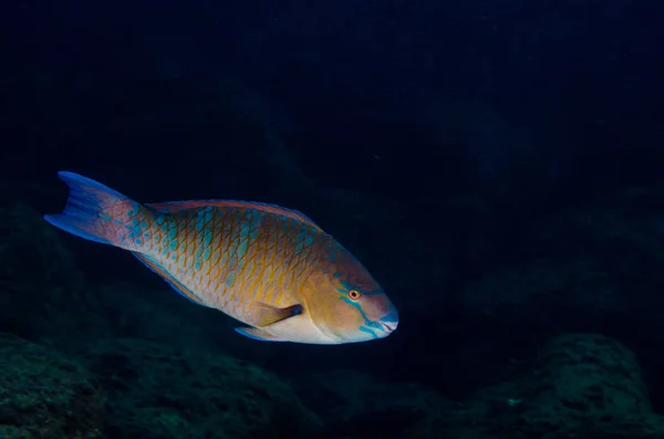 スカロス圧縮 Azureオウムフィッシュ 難破船で餌を与える コルテス海 太平洋のサンゴ礁 プルモ カリフォルニア メキシコ — ストック写真