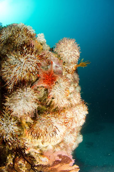 Coral Reef Scenics Cortez Hav Baja California Sur Mexiko — Stockfoto