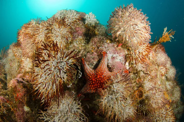 Korallrev Bilder Cortez Havet Baja California Sur Mexico – stockfoto