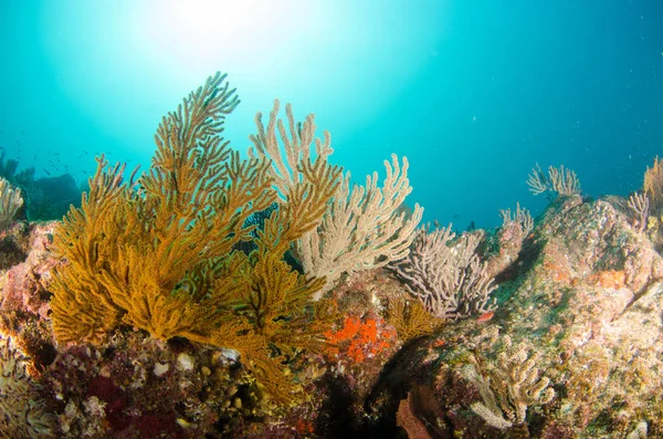 Coral Reef Scenics Sea Cortez Baja California Sur México —  Fotos de Stock