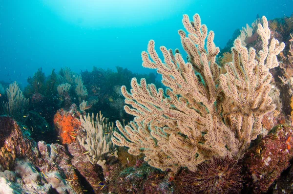 Coral Reef Ląd Morze Corteza Miasto Gmina Meksyku Stanie Baja — Zdjęcie stockowe