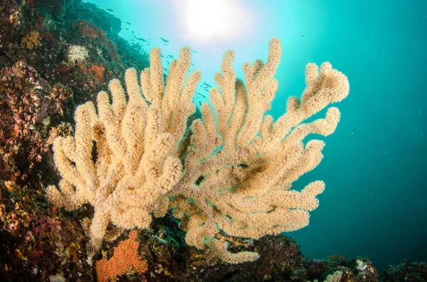 Coral Reef Ląd Morze Corteza Miasto Gmina Meksyku Stanie Baja — Zdjęcie stockowe