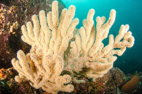 Coral Reef Ląd Morze Corteza Miasto Gmina Meksyku Stanie Baja — Zdjęcie stockowe