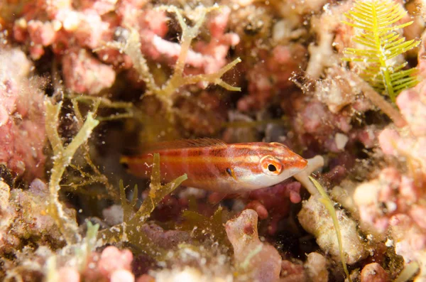 Reef Ψάρια Από Θάλασσα Του Κορτέζ Μεξικό — Φωτογραφία Αρχείου