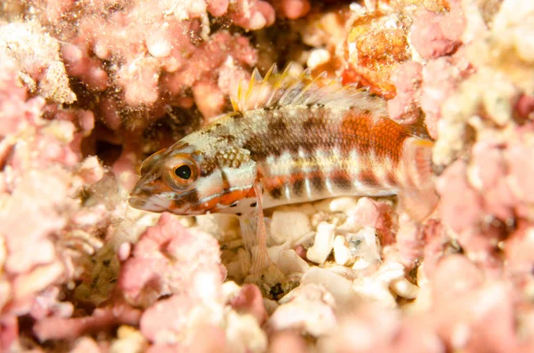 Revet Fiskar Från Havet Cortez Mexiko — Stockfoto