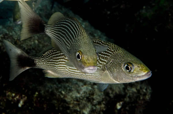 Poissons Récif Mer Cortez Mexique — Photo