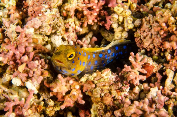 Poissons Récif Mer Cortez Mexique — Photo