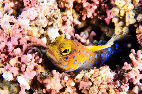 コルテス メキシコの海からサンゴ礁の魚 — ストック写真