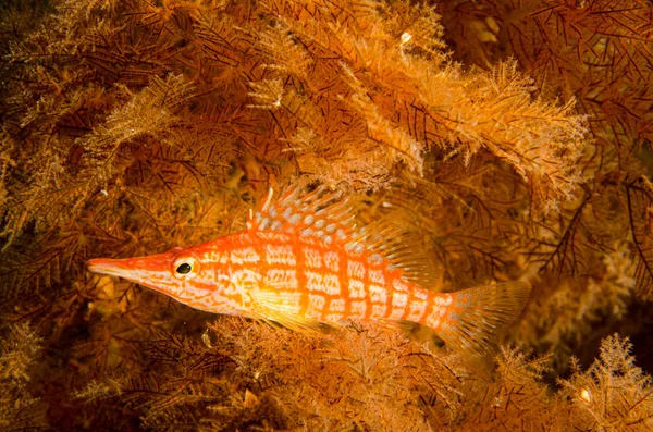 Revet Fiskar Från Havet Cortez Mexiko — Stockfoto