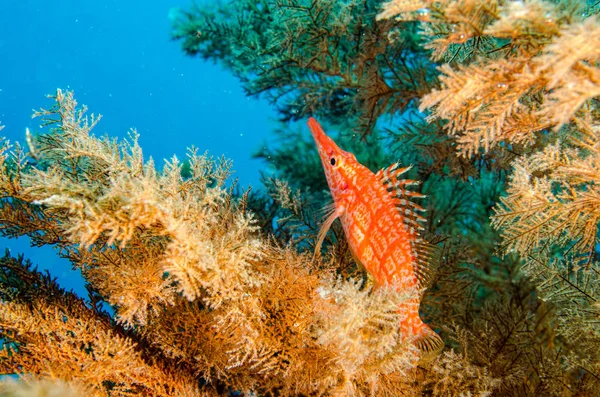 Reef Ψάρια Από Θάλασσα Του Κορτέζ Μεξικό — Φωτογραφία Αρχείου