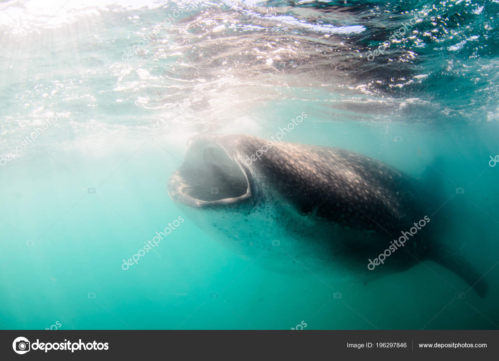 鲸鱼鲨Rhincodon 海洋中最大的鱼一个巨大的温和浮游生物Filterer 在水面附近游泳墨西哥的拉巴斯下加利福尼亚——图库图片©  photonatura #196297846