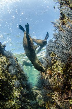 Kaliforniya deniz aslanı (Zalophus californianus) yüzme ve los islotes La paz, Espiritu Santo Adası resifleri oynayan. Baja California Sur, Meksika.