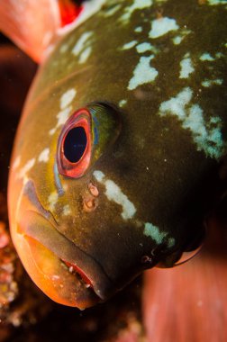 Resif balıkları cortez, Meksika denizden