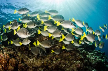 Prionurus yılan) Sarıkuyruk Surgeonfish. kayalık deniz Cortez, Pasifik Okyanusu. Cabo Pulmo, Baja California Sur, Meksika. 