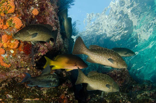 Peixes Recifais Mar Cortez México — Fotografia de Stock