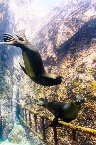 Kalifornské Lachtan Zalophus Californianus Plavání Hraje Útesy Los Islotes Ostrově — Stock fotografie