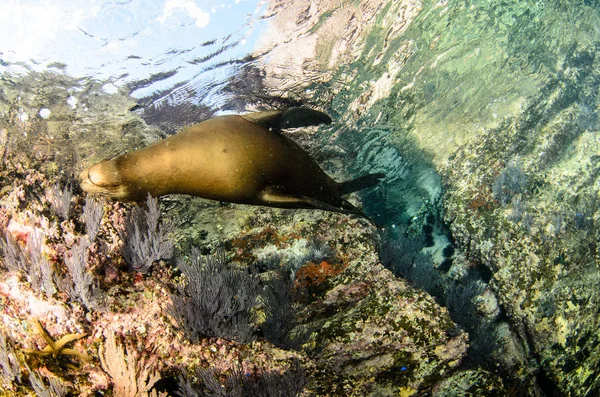 Kaliforniska Sjölejon Zalophus Californianus Simning Och Spelar Reven Los Islotes — Stockfoto