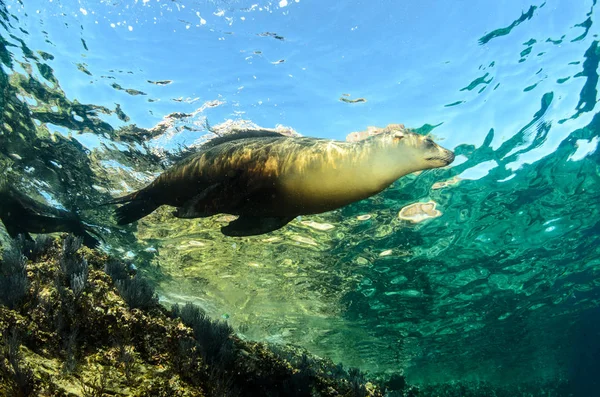 Kaliforniya Deniz Aslanı Zalophus Californianus Yüzme Los Islotes Paz Espiritu — Stok fotoğraf