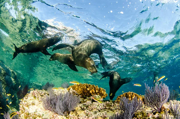 Kaliforniai Oroszlánfóka Zalophus Californianus Úszás Játék Ban Zátonyok Espiritu Santo — Stock Fotó