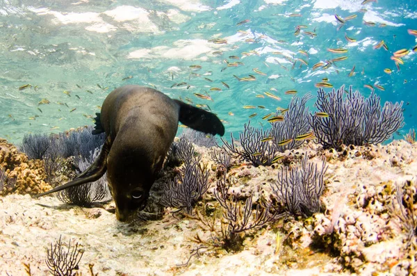 Kaliforniska Sjölejon Zalophus Californianus Simning Och Spelar Reven Los Islotes — Stockfoto