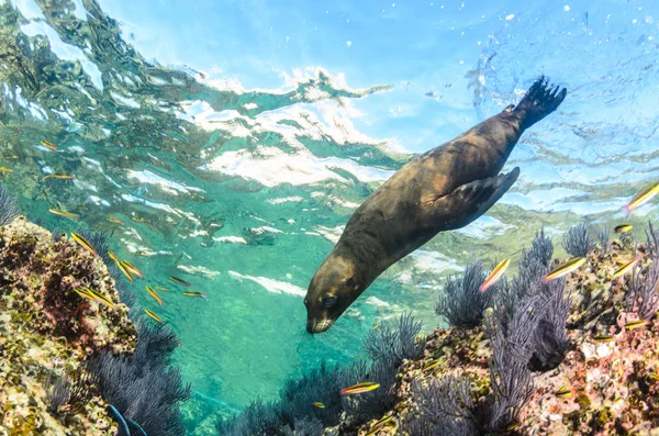 Kalifornské Lachtan Zalophus Californianus Plavání Hraje Útesy Los Islotes Ostrově — Stock fotografie