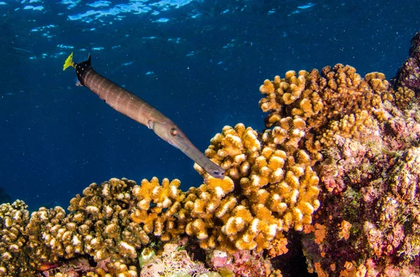 Reef Fishes Sea Cortez Mexico — Stock Photo, Image