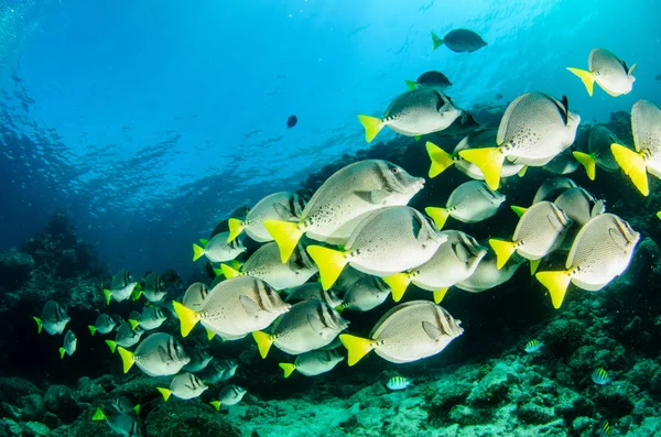 Prionurus Punctatus Surgeonfish Κίτρινη Υφάλους Της Θάλασσας Του Κορτέζ Ειρηνικό — Φωτογραφία Αρχείου