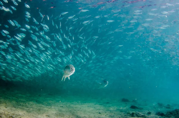 Big Eye Trevally Jack Caranx Sexfasciatus Bildar Polariserad Skola Bete — Stockfoto