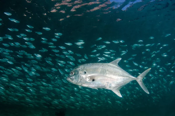 大眼睛 Trevally Caranx Sexfasciatus 形成两极分化的学校 诱饵球或龙卷风 Pulmo 国家公园 世界水族馆 下加利福尼亚 — 图库照片