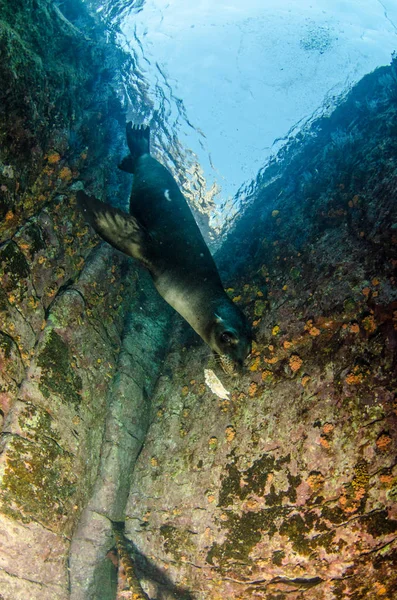 Каліфорнійський Морський Лев Zalophus Californianus Плавання Грати Рифи Лос Islotes — стокове фото