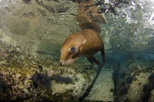 Kalifornischer Seelöwe Zalophus Californianus Schwimmt Und Spielt Den Riffen Von — Stockfoto