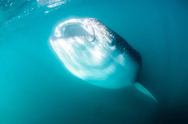 Tiburón Ballena Rhincodon Typus Pez Más Grande Del Océano Enorme —  Fotos de Stock