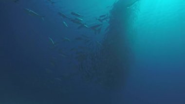 Büyük göz Trevally bir polarize okul, yem top ya da kasırga şekillendirme Jack, (Caranx sexfasciatus). Cabo Pulmo Milli Parkı, dünyanın akvaryum. Baja California Sur, Meksika.