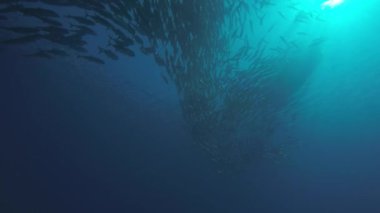 Büyük göz Trevally bir polarize okul, yem top ya da kasırga şekillendirme Jack, (Caranx sexfasciatus). Cabo Pulmo Milli Parkı, dünyanın akvaryum. Baja California Sur, Meksika.