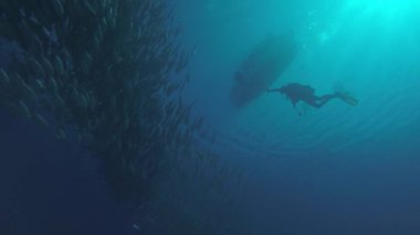 Büyük göz Trevally bir polarize okul, yem top ya da kasırga şekillendirme Jack, (Caranx sexfasciatus). Cabo Pulmo Milli Parkı, dünyanın akvaryum. Baja California Sur, Meksika.