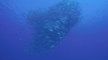 Büyük göz Trevally bir polarize okul, yem top ya da kasırga şekillendirme Jack, (Caranx sexfasciatus). Cabo Pulmo Milli Parkı, dünyanın akvaryum. Baja California Sur, Meksika.