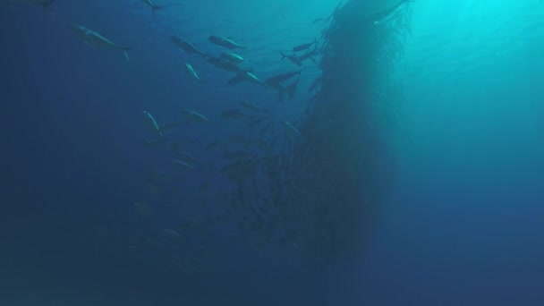 Olho Grande Trevally Jack Caranx Sexfasciatus Formando Uma Escola Polarizada — Vídeo de Stock