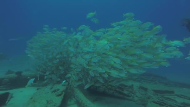 Gelber Schnapper Lutjanus Argentiventris Der Eine Schule Einem Schiffswrack Bildet — Stockvideo