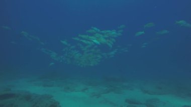 Bir gemi enkazı, okulda oluşturan sarı balığı (Lutjanus argentiventris), resifleri deniz Cortez, Pasifik Okyanusu. Cabo Pulmo, Baja California Sur, Meksika. Dünyanın akvaryum.