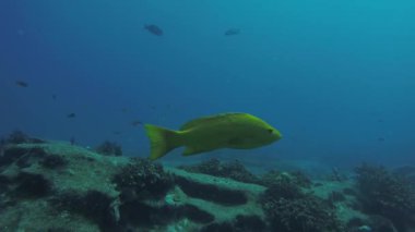 Leopar orfoz (Mycteroperca rosacea), grup deniz Cortez, Pasifik Okyanusu resifleri besleyen. Cabo Pulmo Milli Parkı, Baja California Sur, Meksika. Cousteau dünya akvaryum adlı.